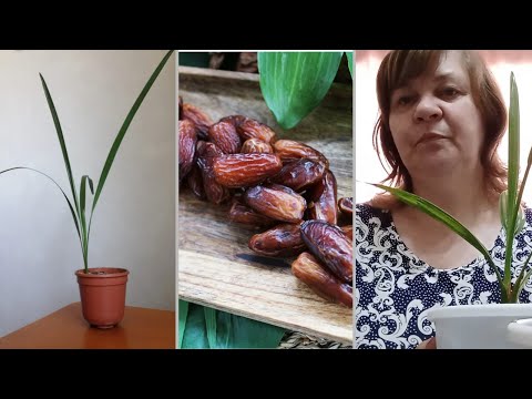 Видео: пересадка финиковой пальмы
