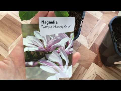 Видео: Магнолия Джордж Генри Керн