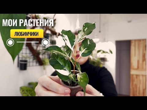 Видео: Любимчики. Хойи, фикусы и не только
