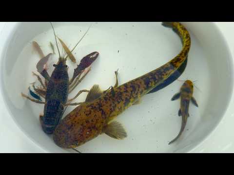 Видео: Гигантский сом был пойман и замечен в грязной японской реке. Раки и ядовитая рыба.