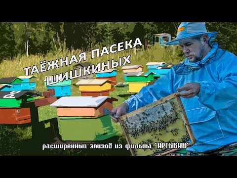 Видео: Таёжная пасека Шишкиных