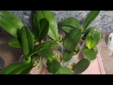 Видео: #42 Закрываю посылочный сезон 2025 📦 Подростки от МИКИ орхид🌿 Сразу пересадим)))
