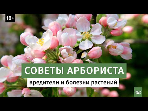 Видео: Вредители и болезни растений.