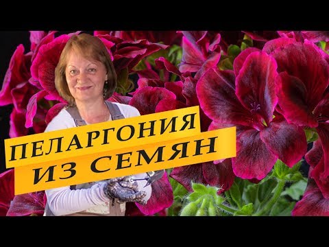 Видео: Пеларгония из семян, посев на рассаду в ноябре для раннего цветения.