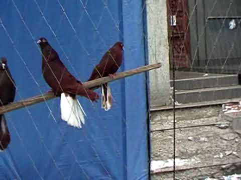 Видео: 02.03.2025г.Ярмарка в Харцызске.