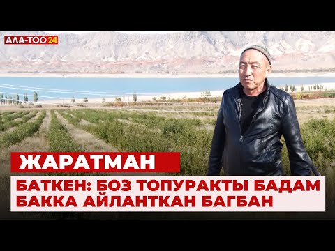 Видео: Баткен: Боз топуракты бадам бакка айланткан багбан | Жаратман