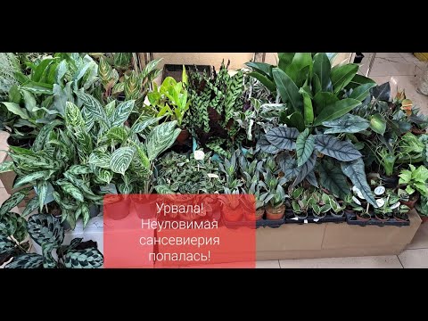 Видео: Обзор поступления комнатных растений от 13 октября 2023г. Сансевиерии, аглаонемы, хойи и др.