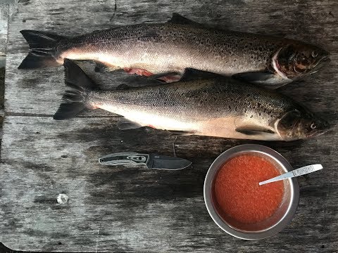 Видео: Кольский полуостров, Терский берег 2018