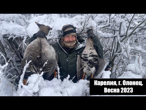 Видео: Охота на гуся. Карелия, г. Олонец, весна 2023.