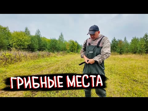 Видео: Огромный урожай рыжиков! 🍄 Но Юля и Рома решили возвращаться