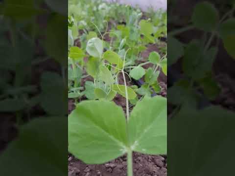Видео: Горох Оскар после морозов.