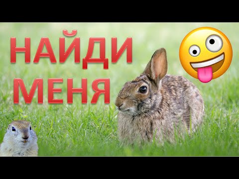 Видео: ✔️КАК И ГДЕ ИСКАТЬ ЗАЙЦА НА ОХОТЕ Мои наблюдения. Охота 2020