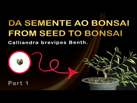 Видео: От семени до бонсай: путь Calliandra Rosa: Bonsai SP