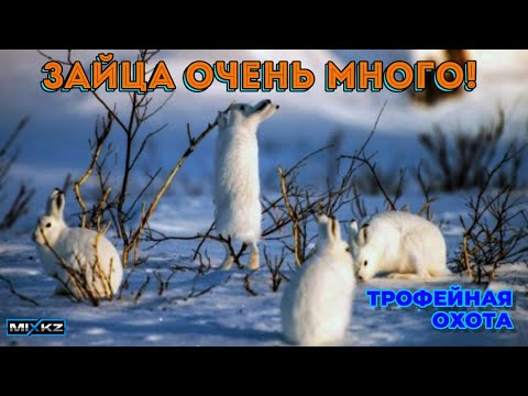 Видео: Лучшая охота сезона! Заяц в песках, Толай зайца было очень много!!!  Коллективная охота на зайца!