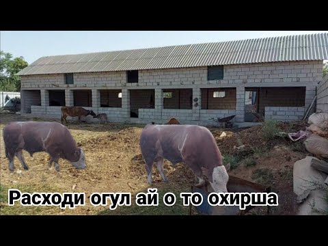 Видео: РАСХОДИ МИНИ ФЕРМА МОЛХОНА АЙ О ТО ОХИРША ЧИКАДАР РАСХОД ШИДАЙ ? САРАЙ 🚜 сентября 2021 г.
