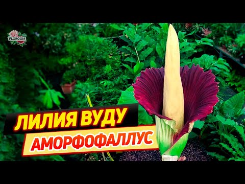 Видео: Можно ли выращивать аморфофаллус в качестве комнатного цветка