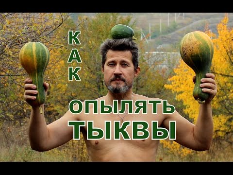 Видео: Как опылять тыквы вручную на даче, огороде или приусадебном участке..