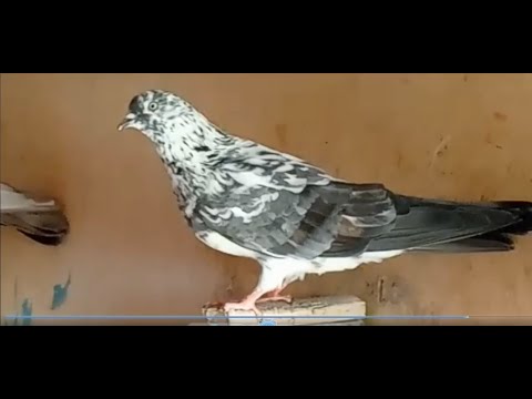 Видео: ИРАНСКИЕ ГОЛУБИ в УФЕ  Часть 1