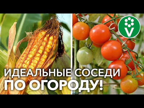 Видео: ЭТИ ОВОЩИ ЖИТЬ ДРУГ БЕЗ ДРУГА НЕ МОГУТ! Лучшие пары овощей и что дает такое соседство