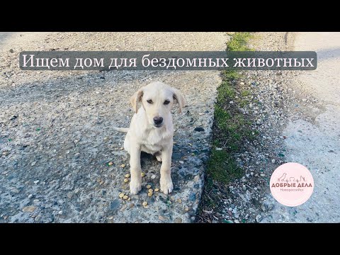 Видео: Ищем дом для бездомных животных