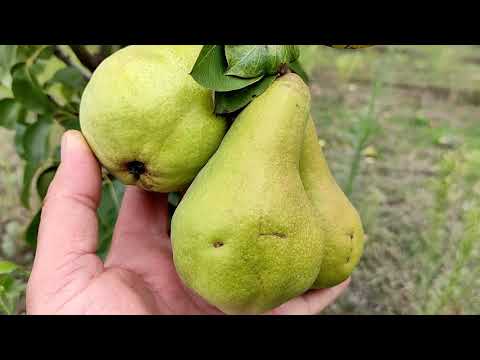 Видео: Обзор сортов груш. Часть 1.