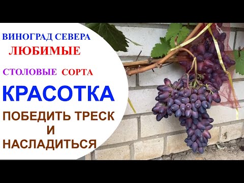 Видео: Виноград Красотка в северном Подмосковье или победить треск и насладиться