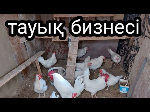 Видео: Тауык бизнеси жумыртка сату