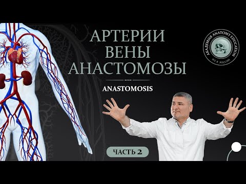 Видео: Артерии. Вены. Анастомозы / Anastomoses. Часть 2