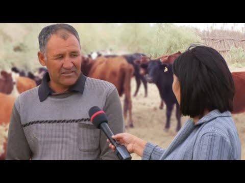 Видео: Бозатаўлы шопан – Теңизбай аға Юсупов