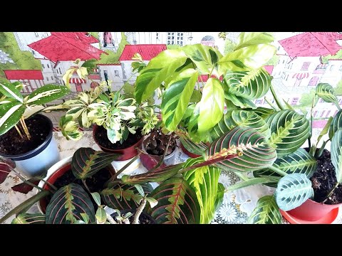 Видео: 🌿Новинки растений в марте/Адениум, маранта, калатея и др🌿