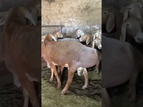 Видео: 5 октября 2025 г.