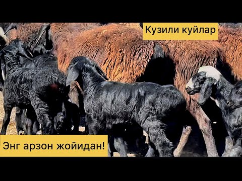 Видео: Кузили куйлар арзон булди! 990139762☎️ 943378897☎️
