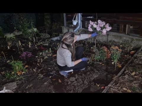 Видео: Перша міні теплиця ❤️Пробую черенкувати рослини.Висаджую багато нових хризантем