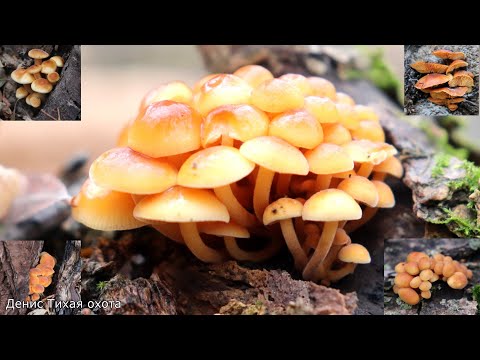 Видео: Где искать зимние опята | Грибная разведка по новым местам