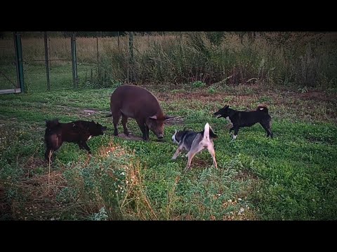 Видео: МОЛОДЫЕ ЛАЙКИ ПЕРВОЕ ЗНАКОМСТВО С КАБАНОМ/ ТРИ ПОРОДЫ ЛАЕК ПО КАБАНУ/