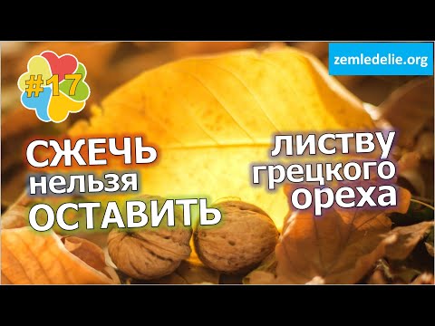 Видео: #17 Миф о ядовитых листьях грецкого ореха. Мнение профи о юглоне. Лист идёт в дело