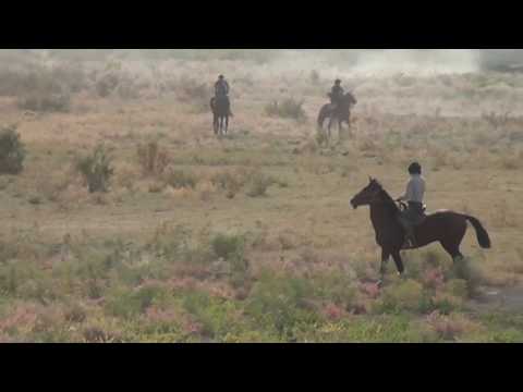 Видео: Қызылорда, ЖаңаҚорған.Өзгент ауылы. Көкпар. Б.Төлегенов