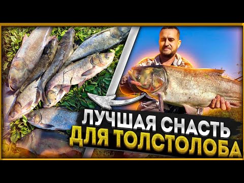 Видео: 📌МЕШОК ТОЛСТОЛОБА!!!  Как успешно ловить и на что!! Рыбалка с ночевкой