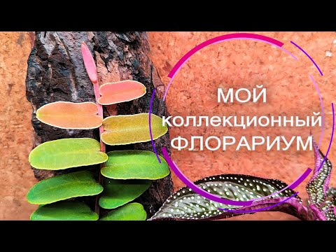 Видео: Мой коллекционный ФЛОРАРИУМ