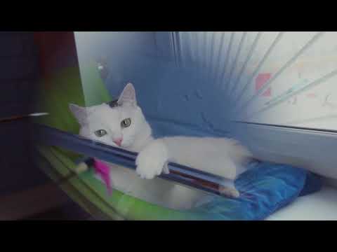 Видео: Как проводит время кошка в гостинице или отеле для кошек