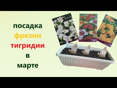 Видео: ФРЕЗИЯ, ТИГРИДИЯ, посадка луковичных в марте, с целью белее раннего цветения.