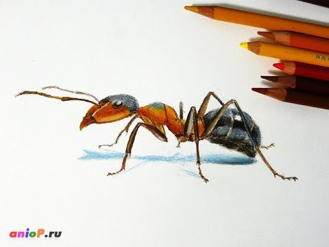 Видео: Как нарисовать муравья цветными карандашами
