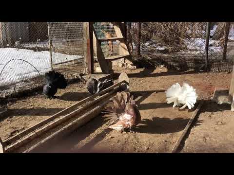 Видео: Голуби Индийские павлины. Продажа