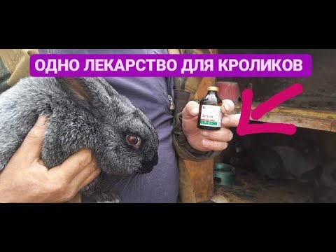 Видео: ПОНОС И ВЗДУТИЕ У КРОЛИКОВ? ВАМ СЮДА!