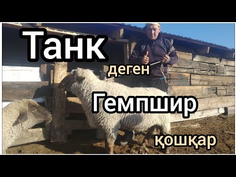 Видео: Танк атты Гемпшир қошқарымыз. Каналға тіркеліп, лайк басыңыз!!!