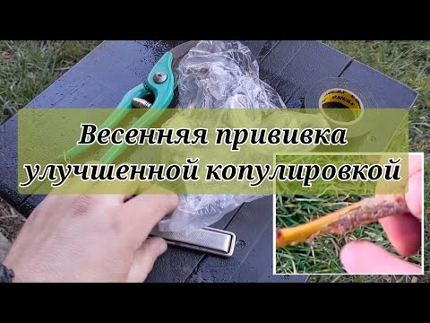 Видео: Прививка плодовых деревьев черенками.  Улучшенная копулировка.