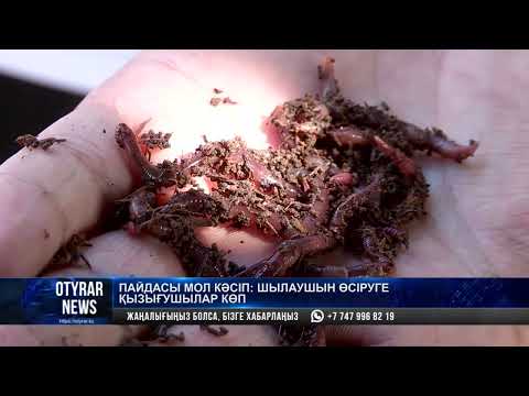 Видео: Пайдасы мол кәсіп: шылаушын өсіруге қызығушылар көп
