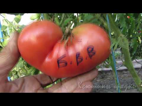 Видео: ЕЩЕ О КРУПНОПЛОДНЫХ СОРТАХ