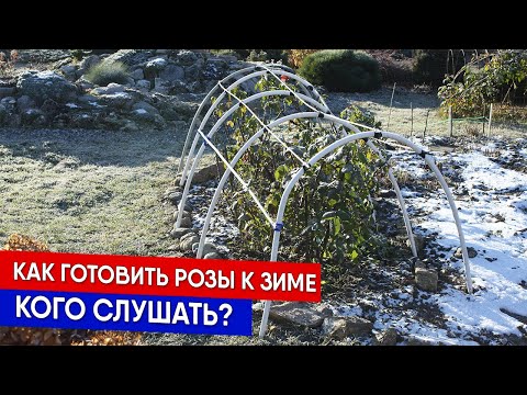 Видео: Как готовить розы к зиме - кого слушать?