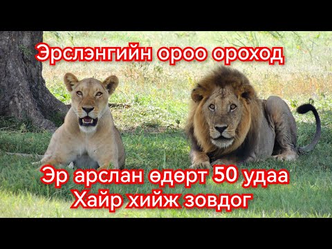 Видео: Арслангийн амьдралаар аялцгаая. Гоё Түүхүүд Goy tuuhuud mongol heleer kino duu 2024 barimtat